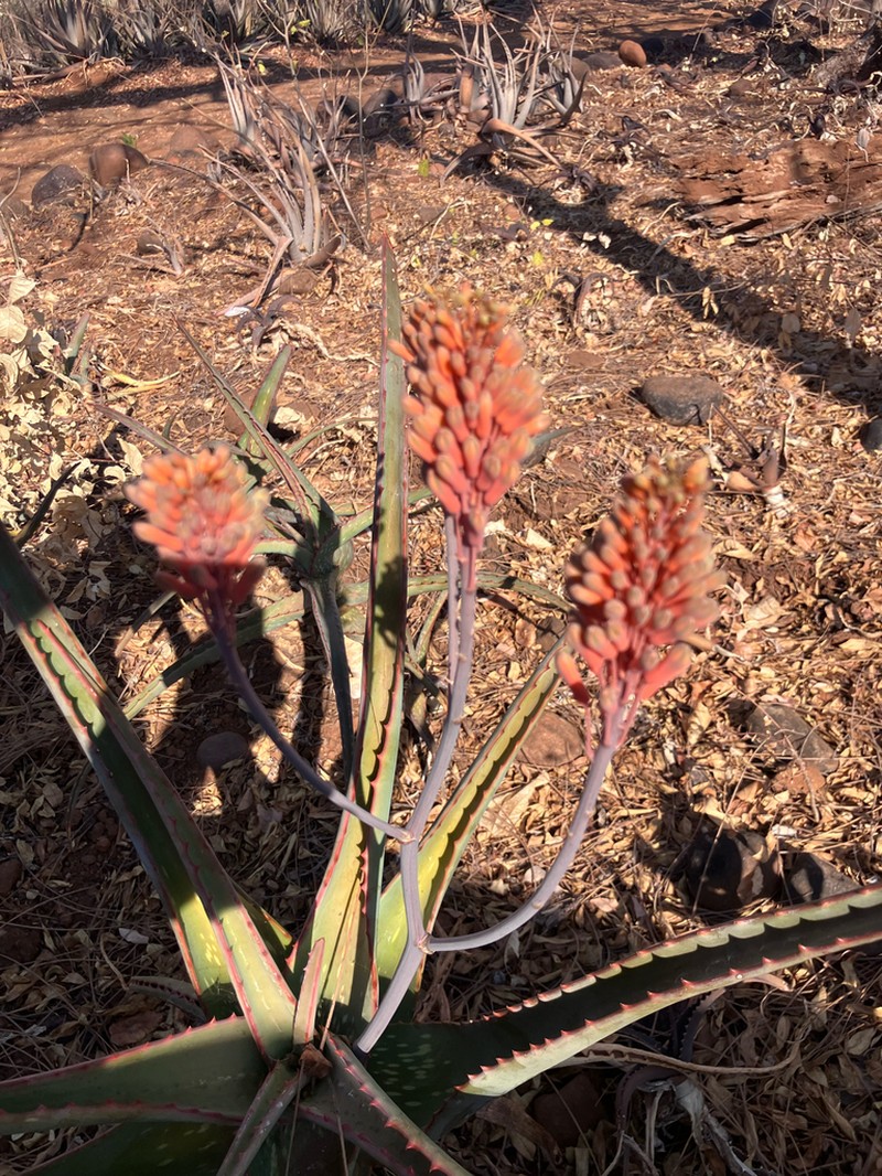 Aloe camperi photo 4