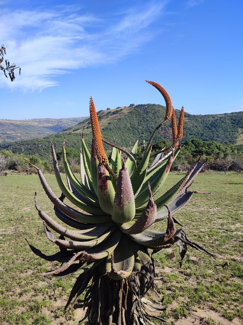 Aloe candelabrum
