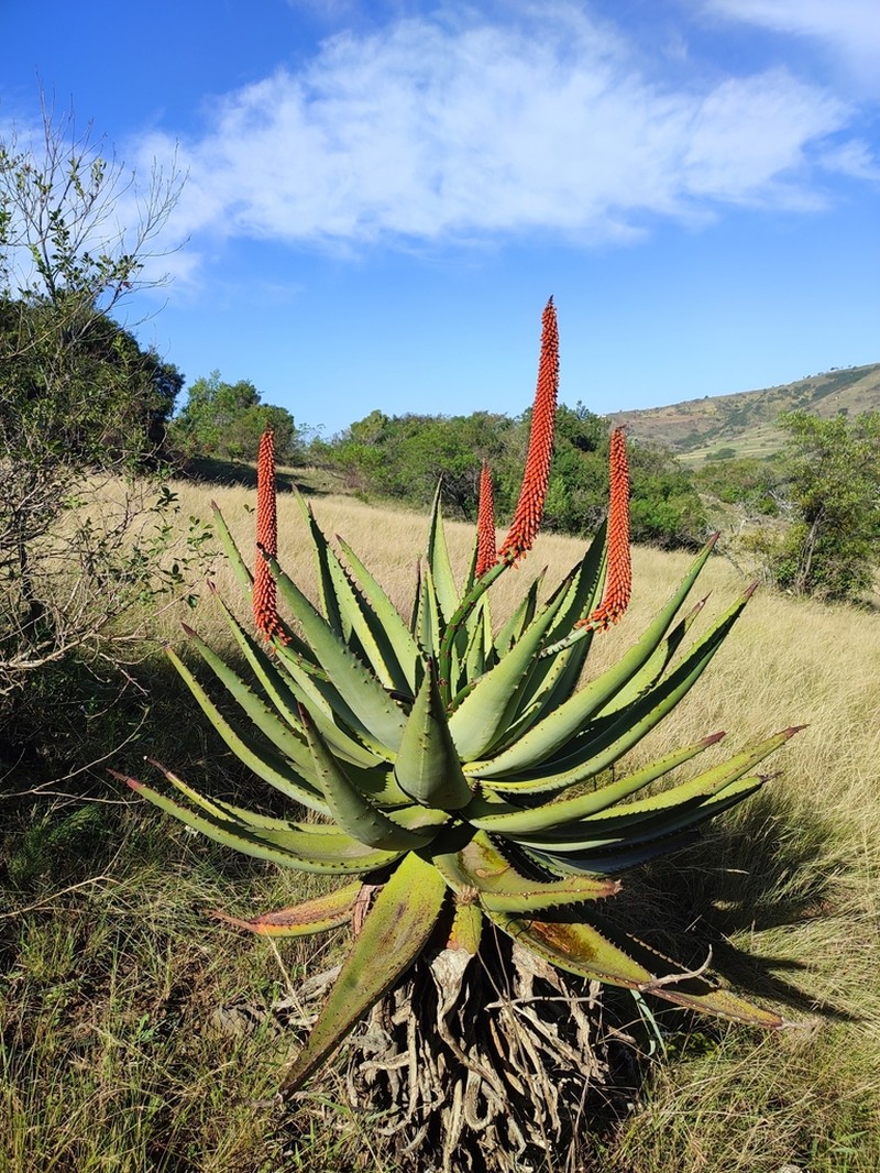 Aloe candelabrum photo 2