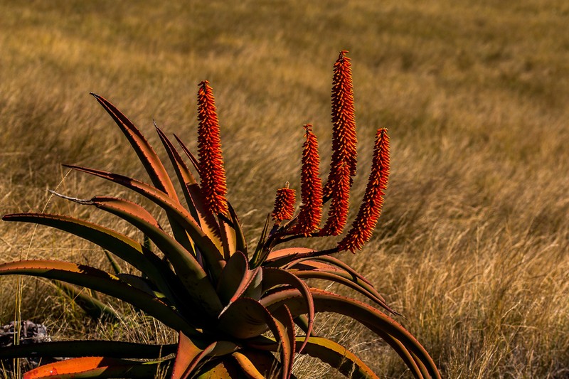 Aloe candelabrum photo 3