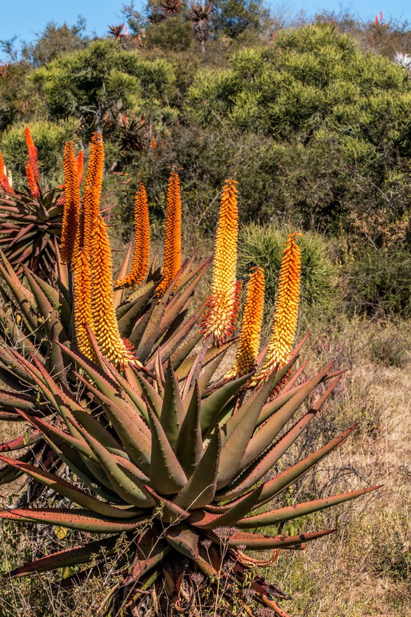 Aloe candelabrum photo 4