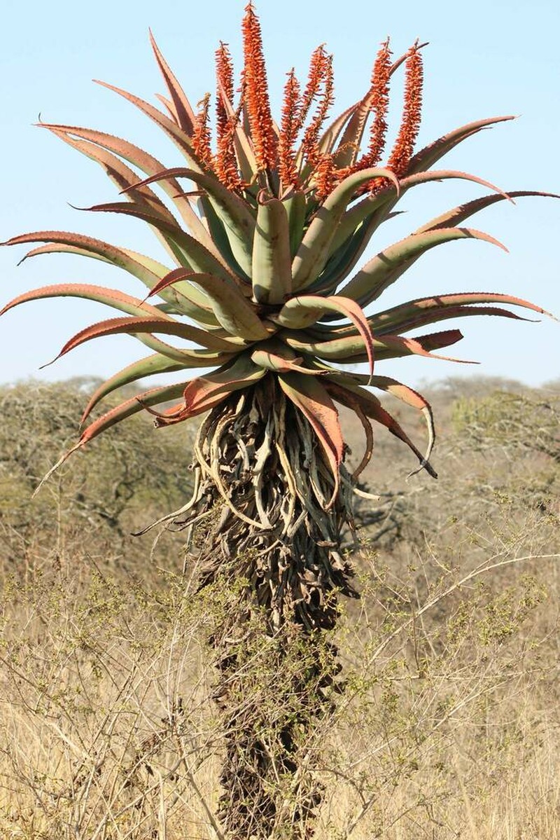 Aloe candelabrum photo 5