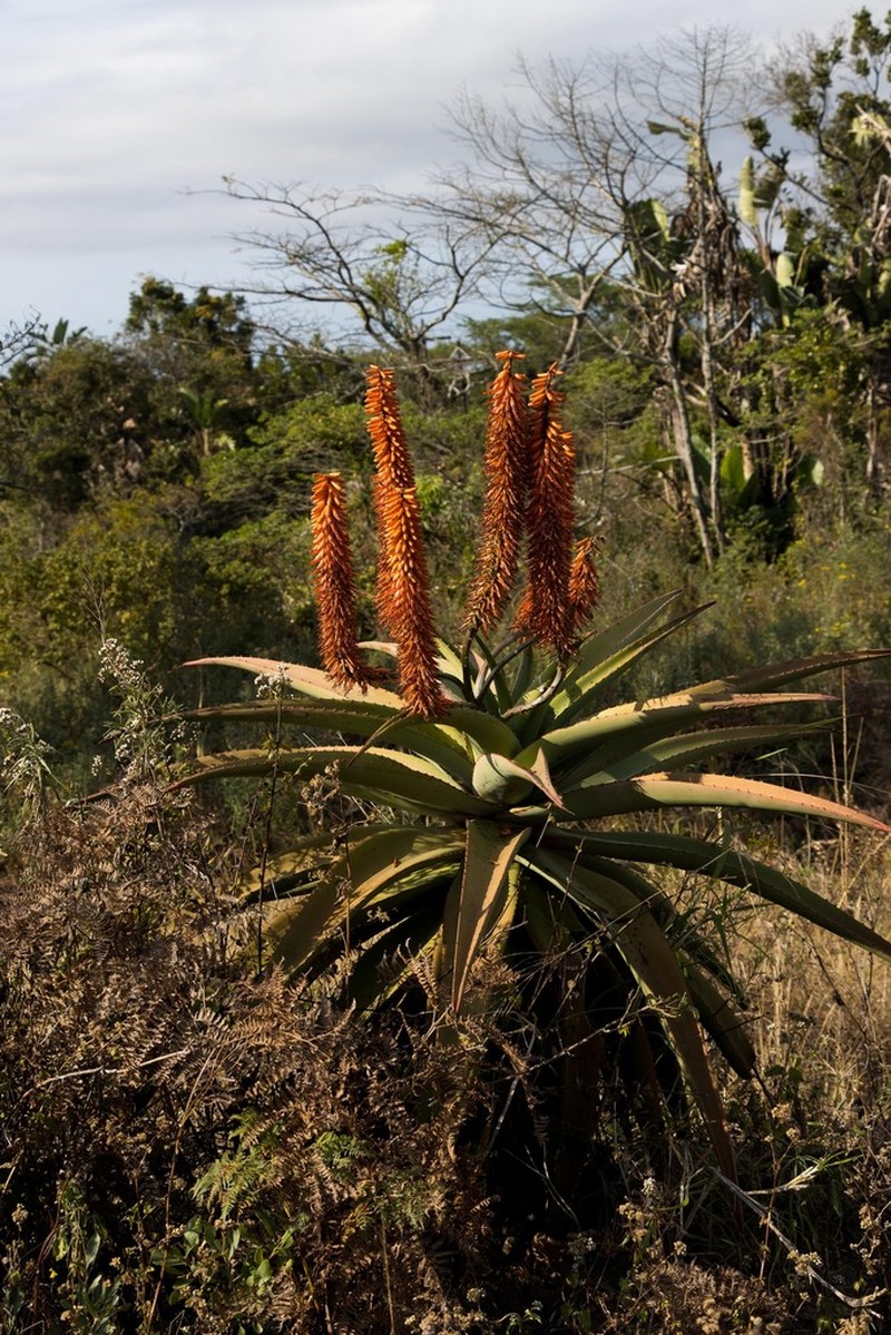 Aloe candelabrum photo 6