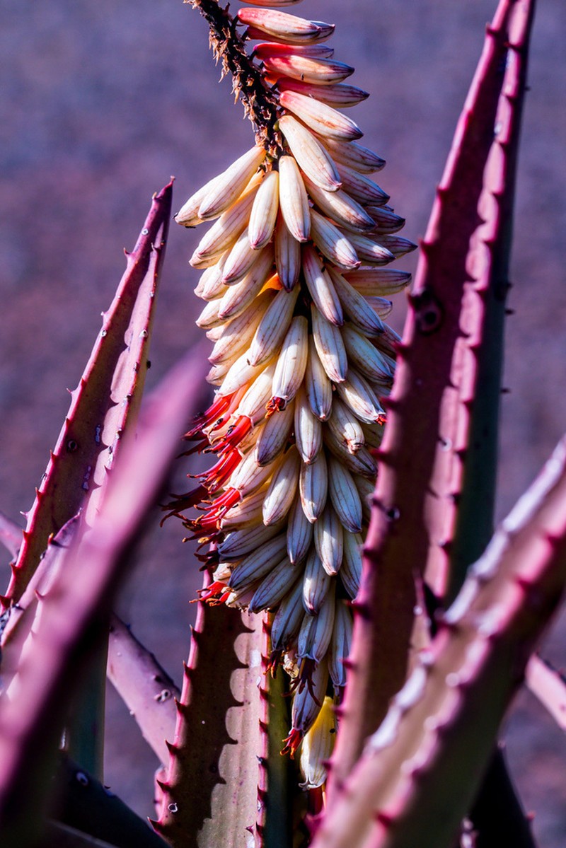 Aloe candelabrum photo 7