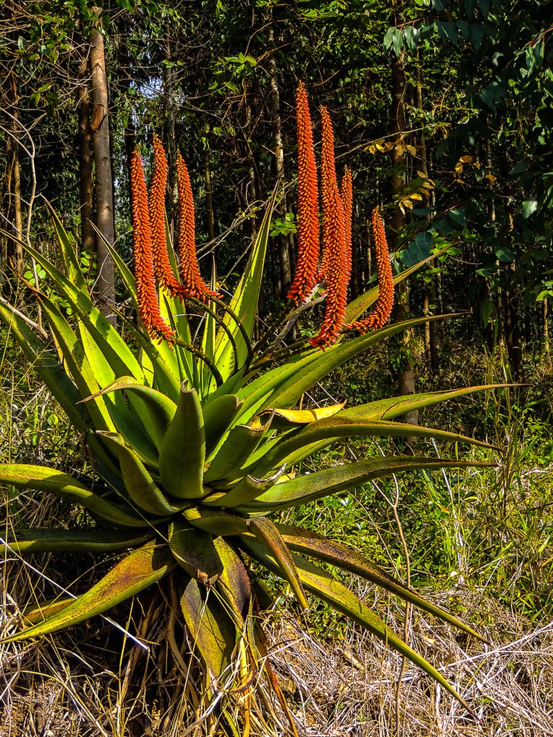 Aloe candelabrum photo 8