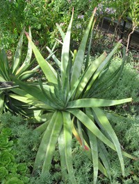 Aloe capitata