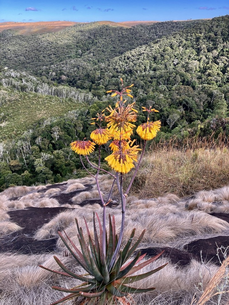 Aloe capitata photo 5