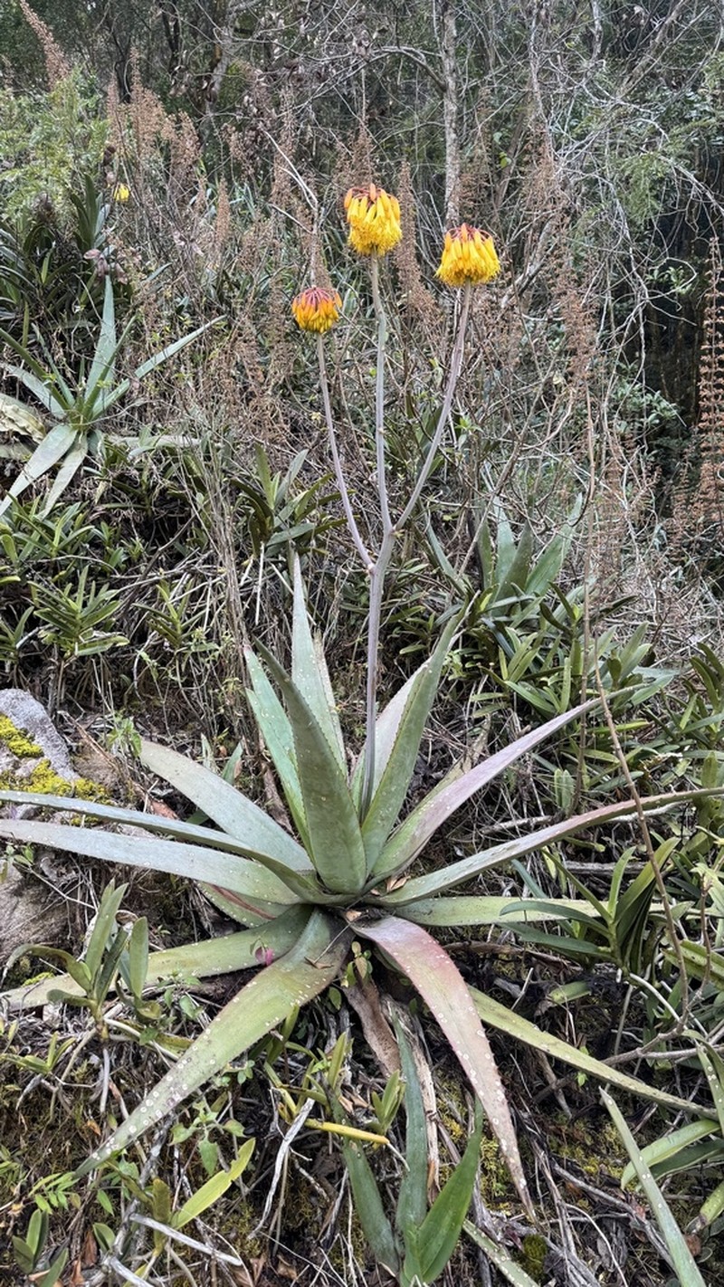 Aloe capitata photo 8