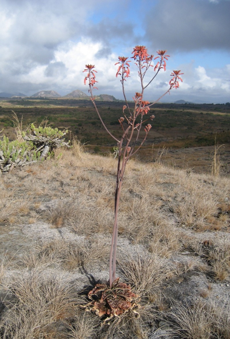 Aloe carnea