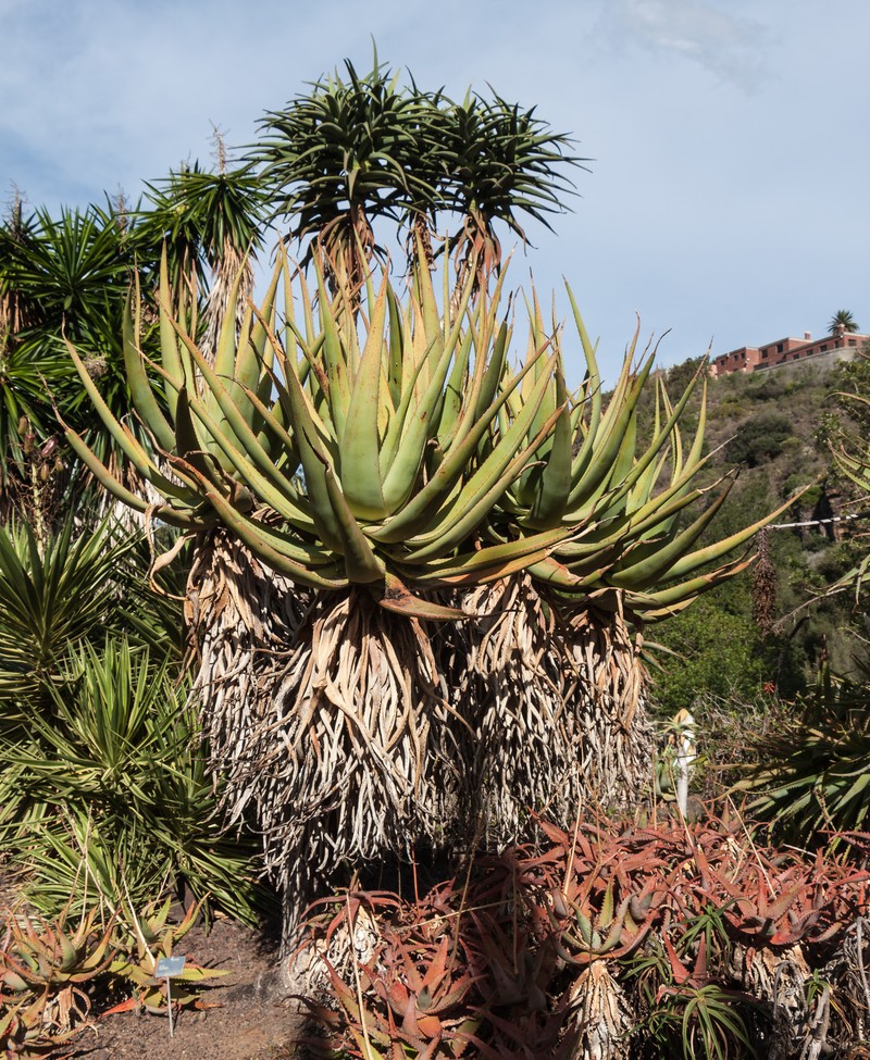 Aloe castanea