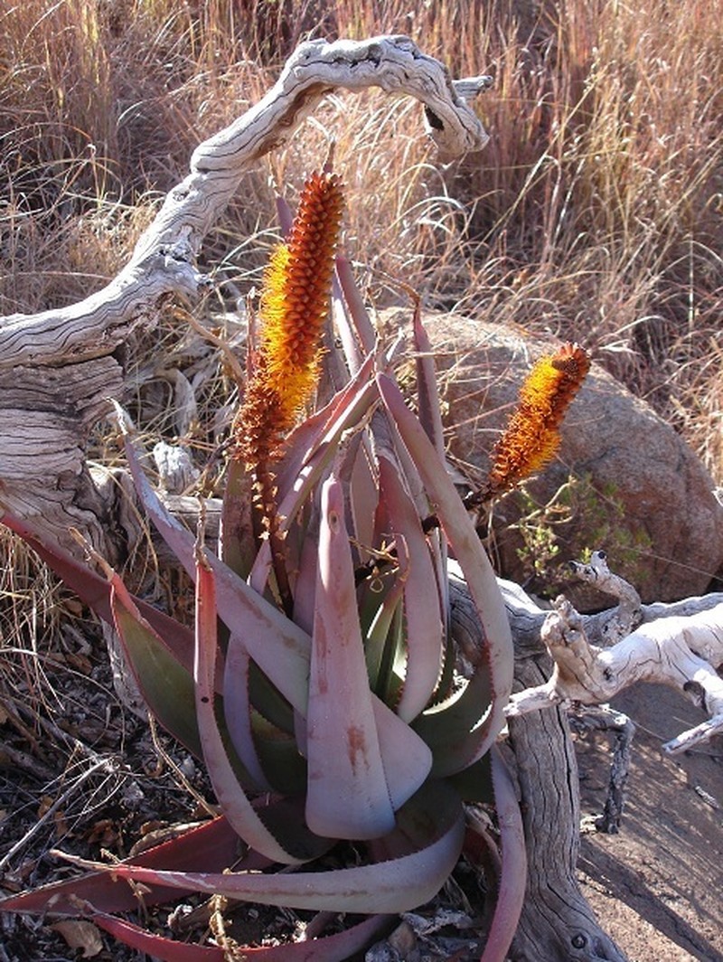 Aloe castanea photo 2
