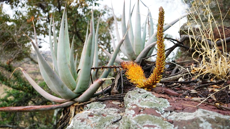 Aloe castanea photo 3