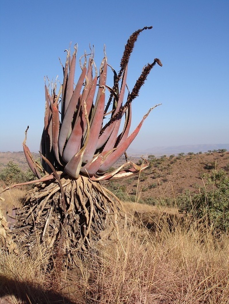 Aloe castanea photo 4