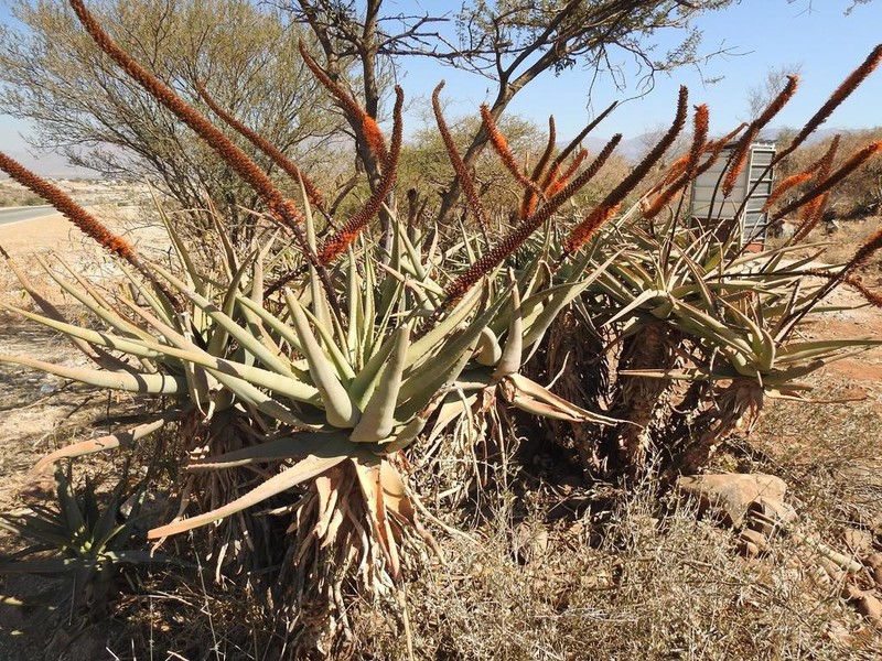 Aloe castanea photo 5