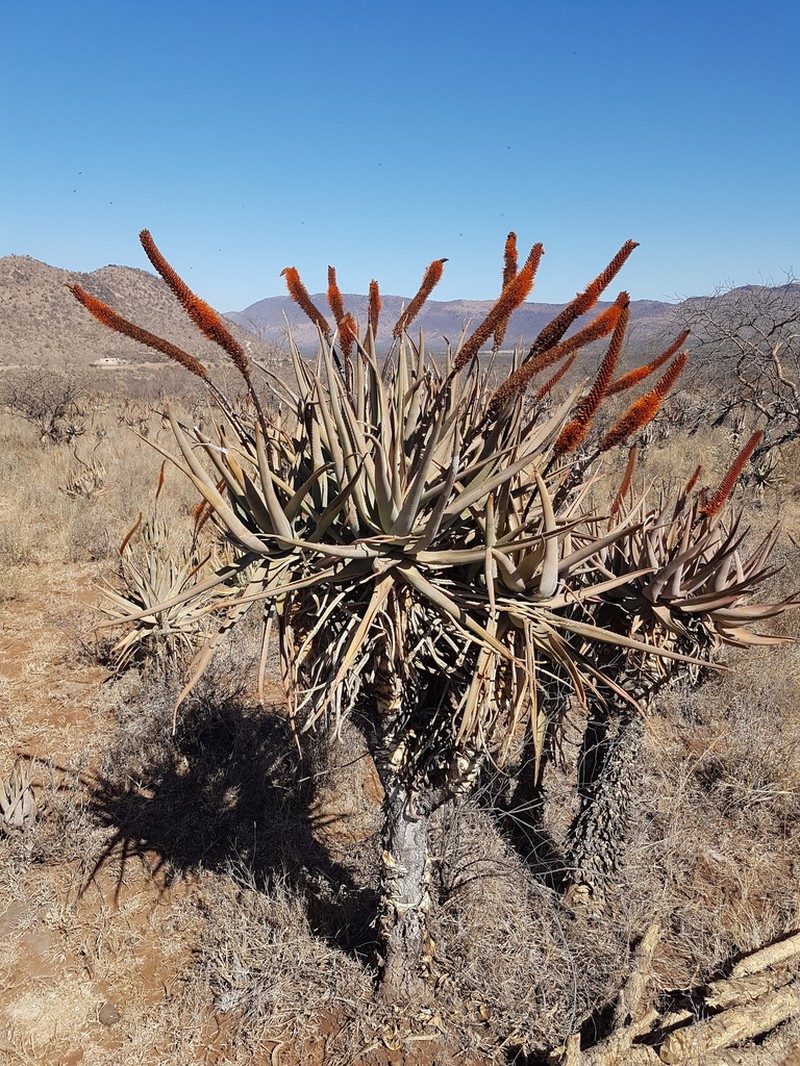 Aloe castanea photo 6