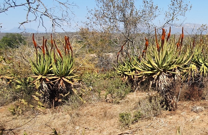 Aloe castanea photo 7