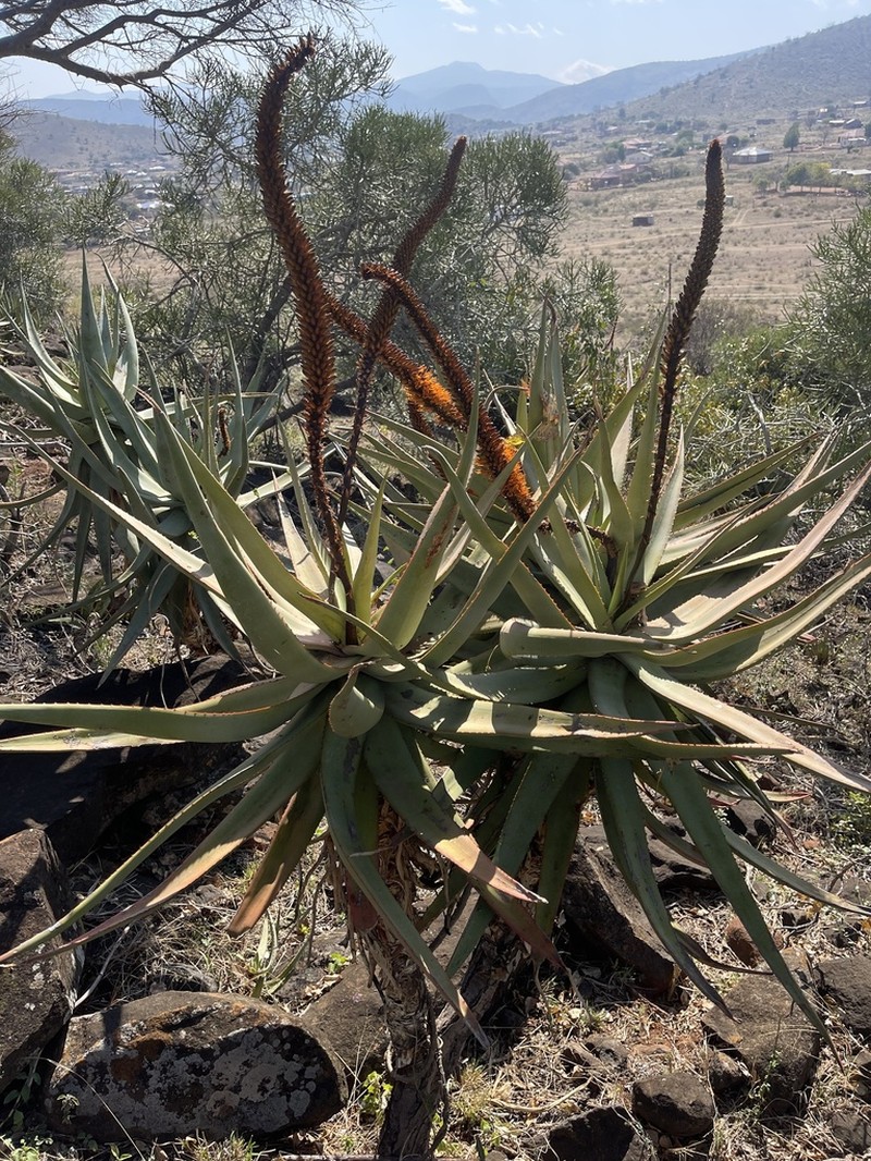 Aloe castanea photo 8