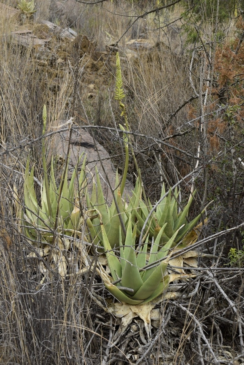 Aloe castellorum photo 2