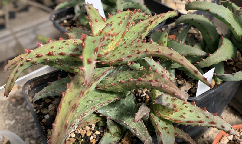 Aloe castilloniae
