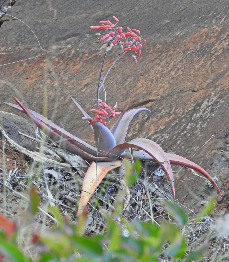 Aloe chabaudii
