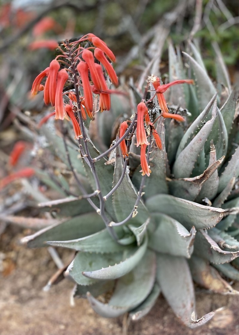 Aloe chabaudii photo 3