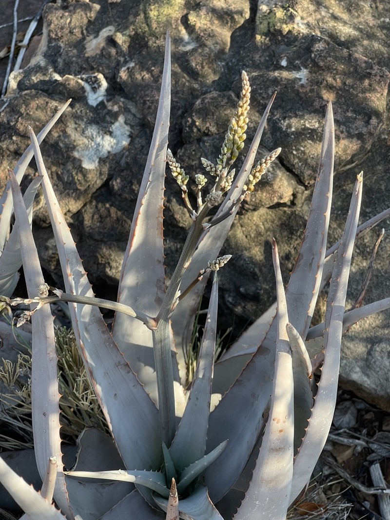 Aloe chabaudii photo 4