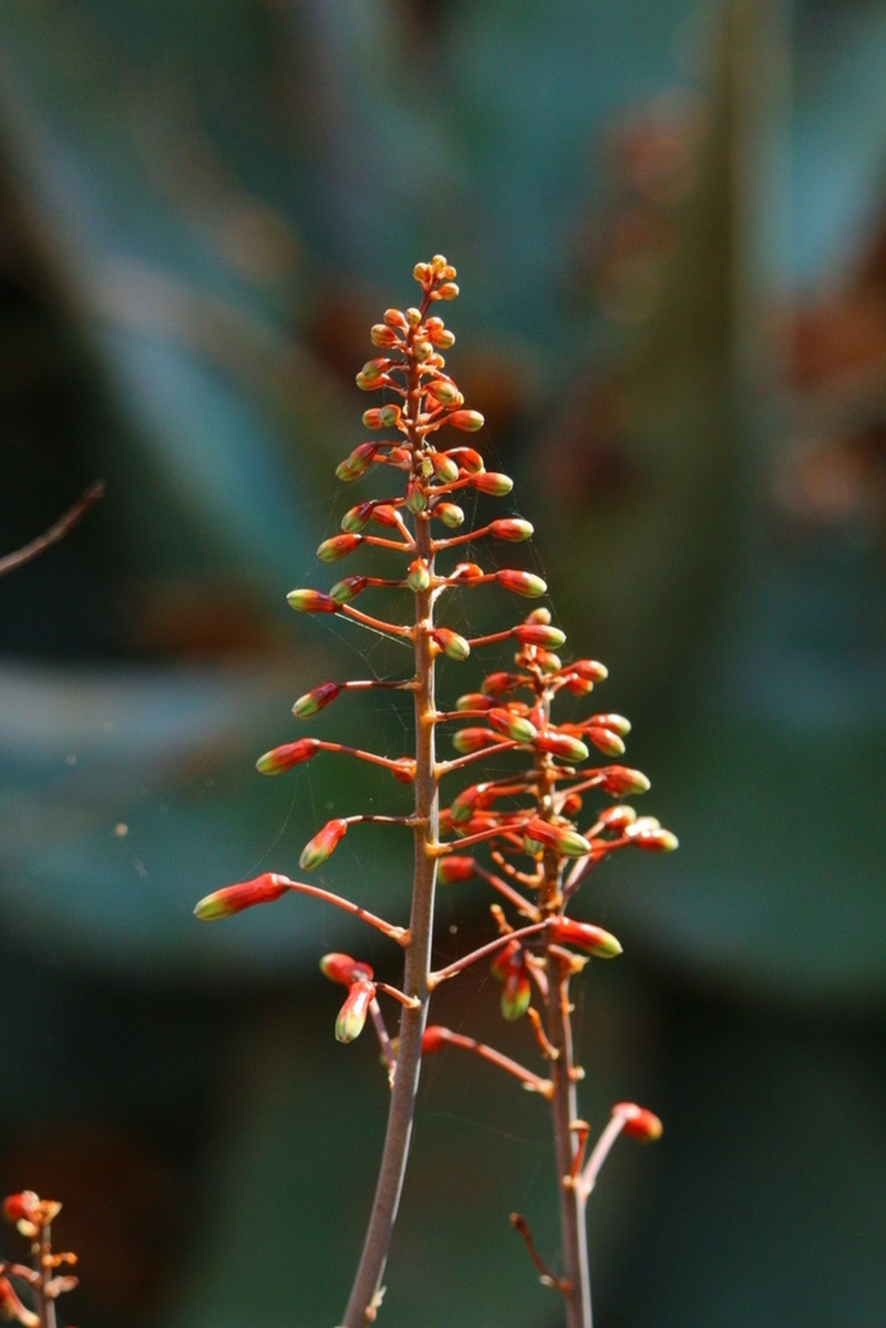 Aloe chabaudii photo 5