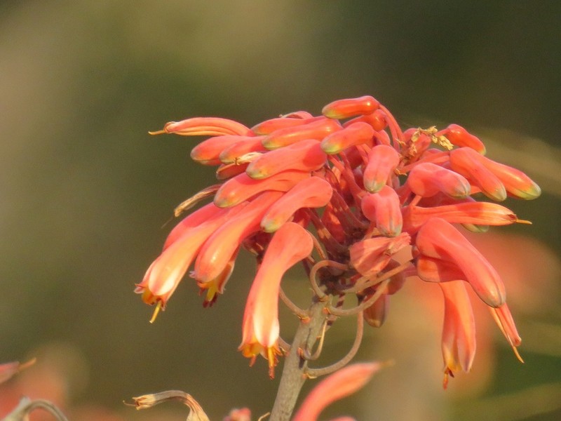 Aloe chabaudii photo 6