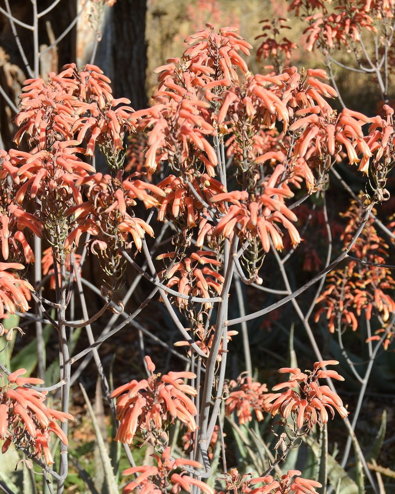 Aloe chabaudii photo 7
