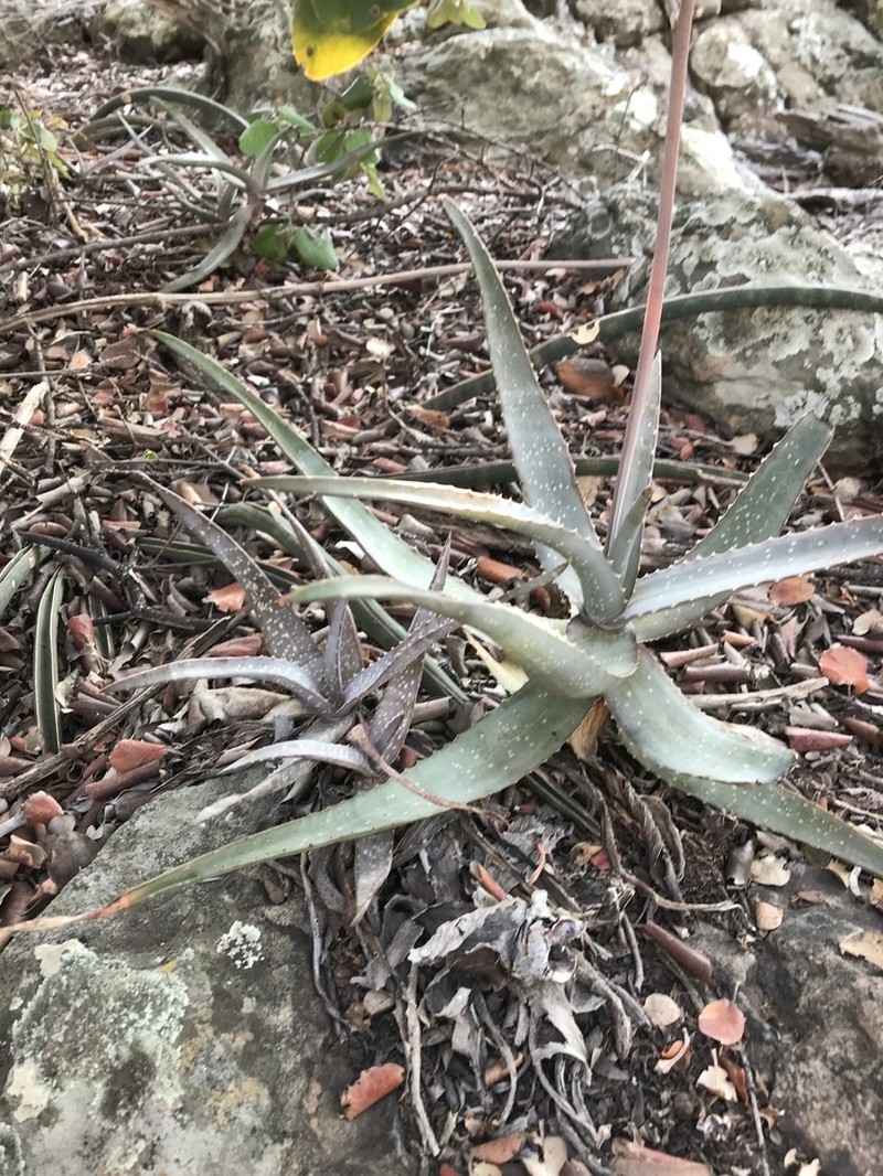 Aloe chabaudii photo 8