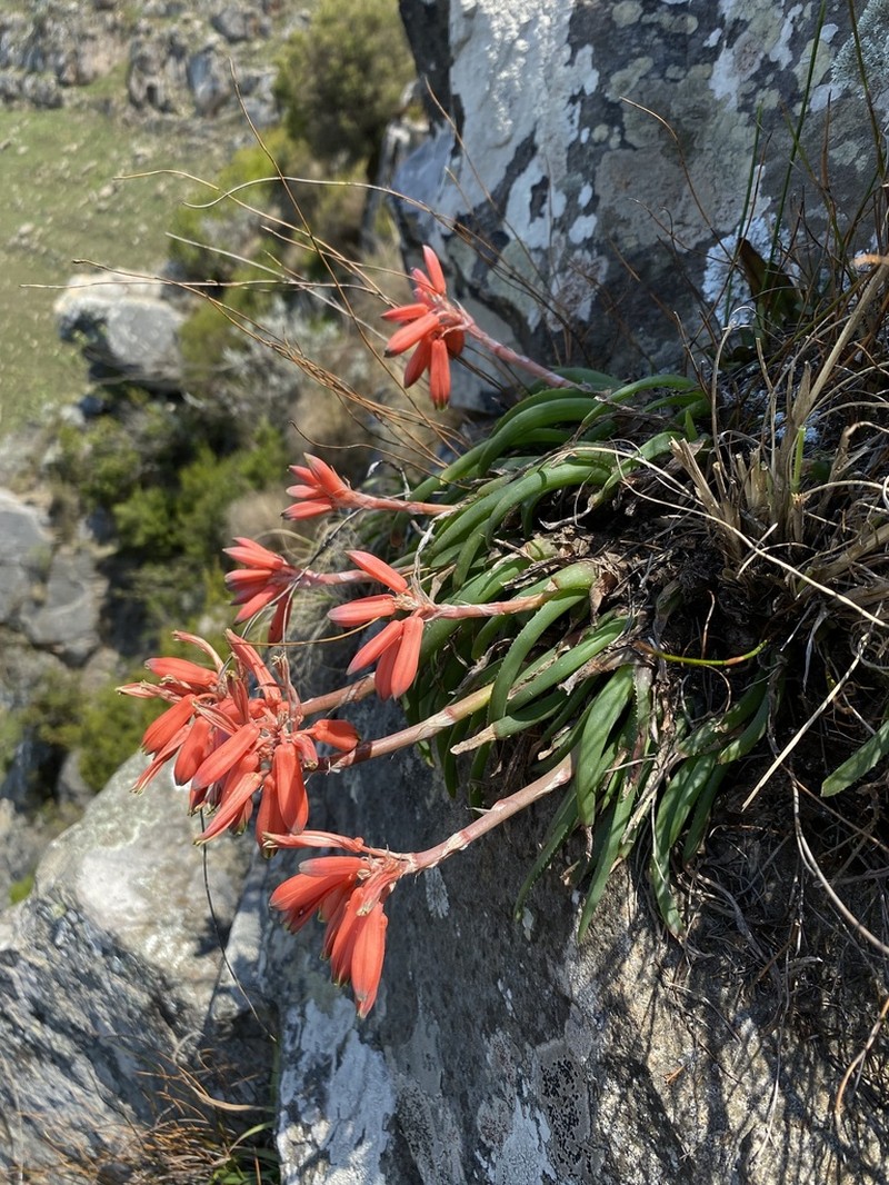 Aloe challisii