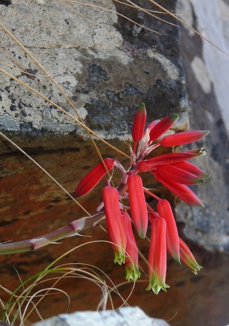 Aloe challisii photo 2