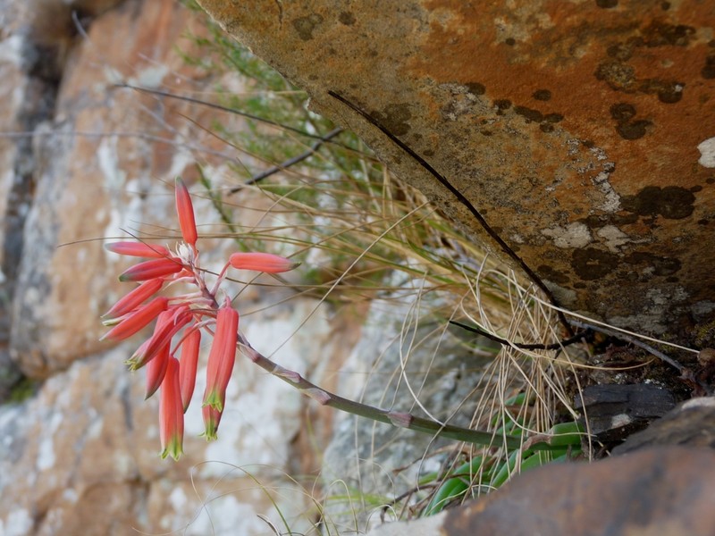 Aloe challisii photo 3