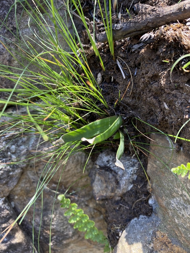 Aloe challisii photo 4