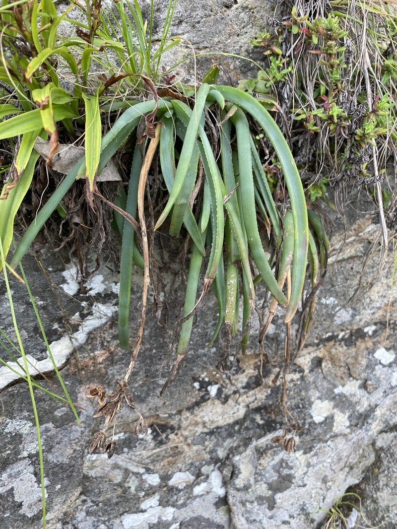 Aloe challisii photo 5