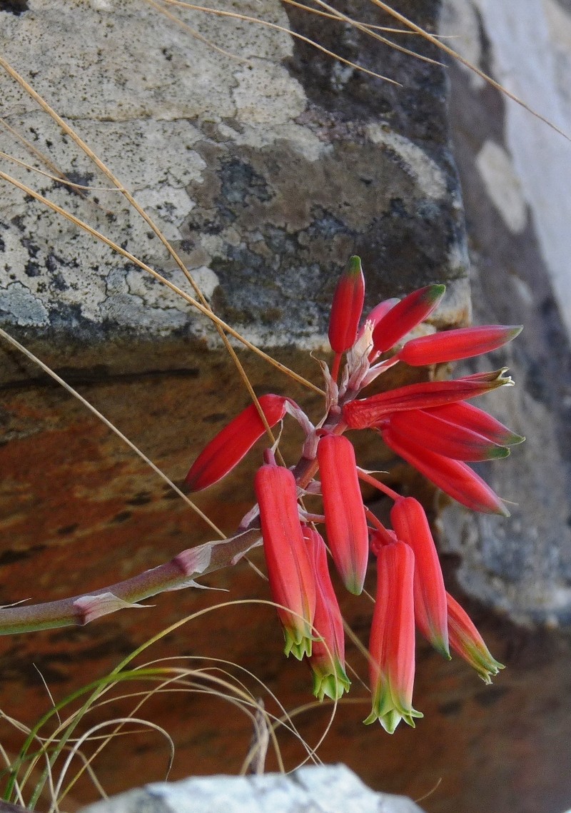 Aloe challisii photo 7