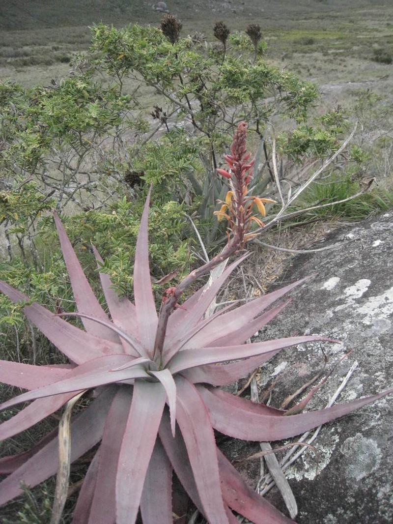 Aloe charlotteae