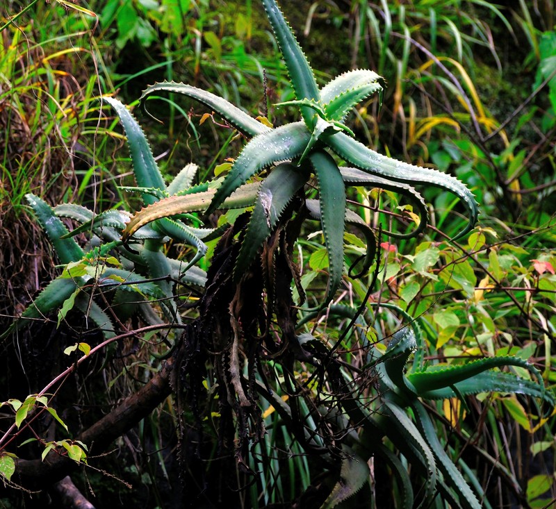 Aloe cheranganiensis photo 4