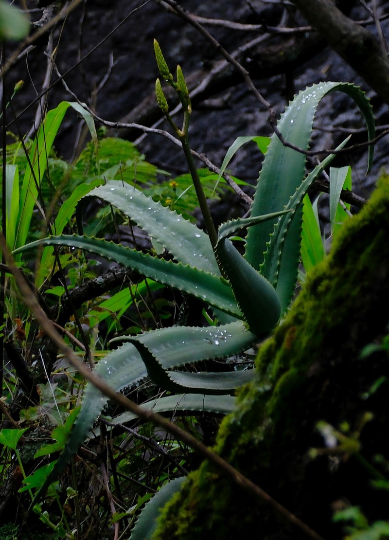 Aloe cheranganiensis photo 5