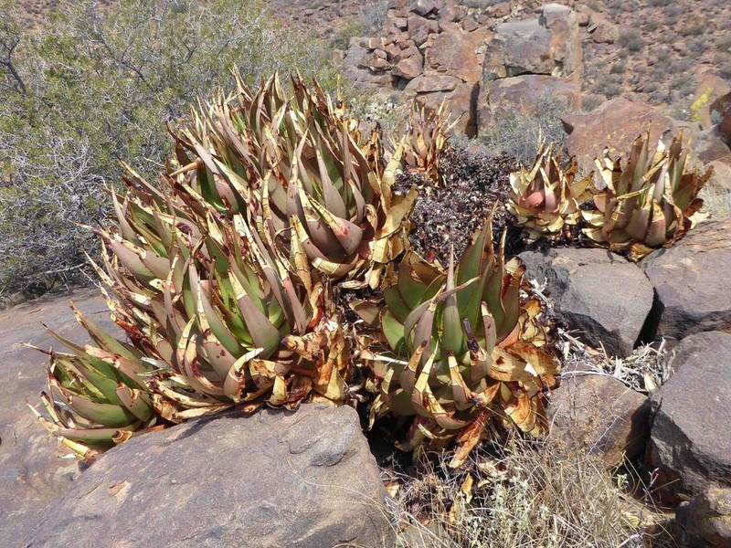 Aloe chlorantha photo 2
