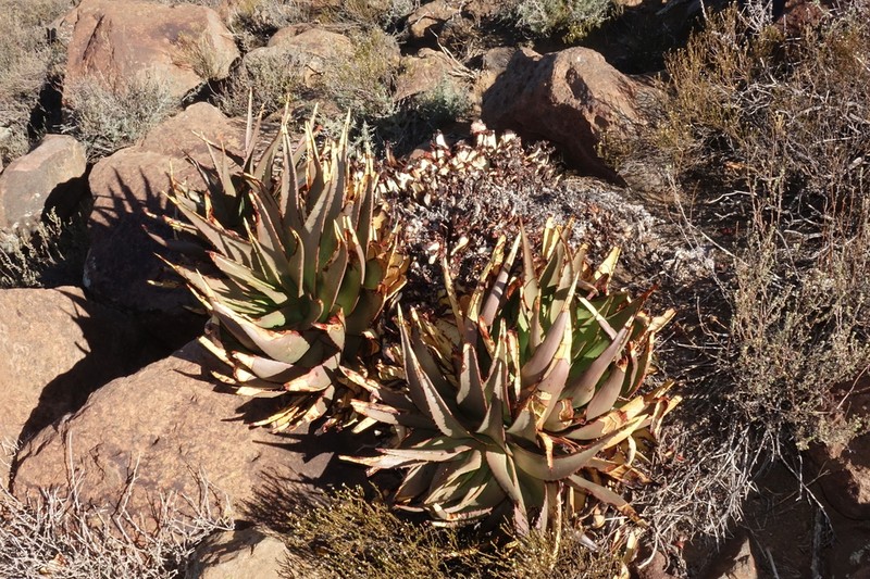 Aloe chlorantha photo 3