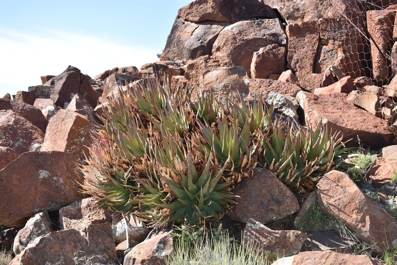 Aloe chlorantha photo 5