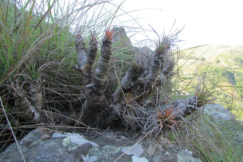 Aloe chortolirioides