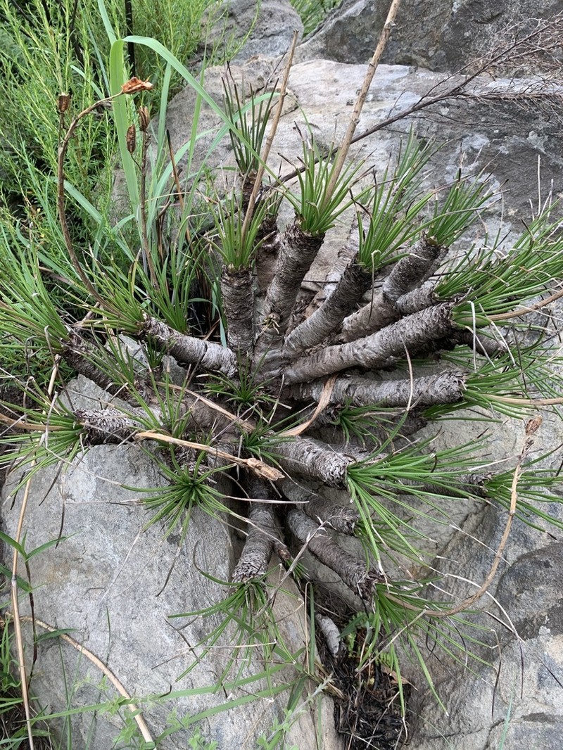Aloe chortolirioides photo 2