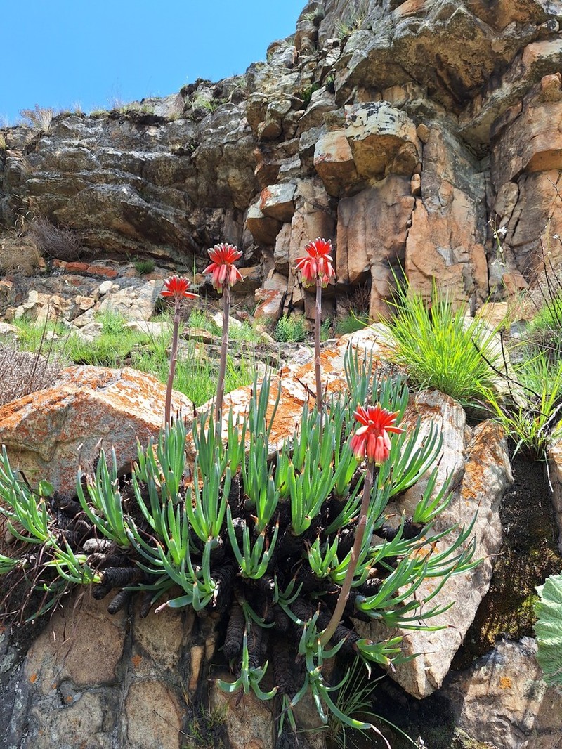 Aloe chortolirioides photo 3