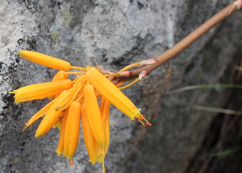 Aloe chortolirioides photo 4