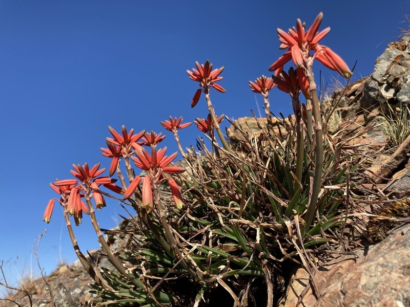 Aloe chortolirioides photo 5