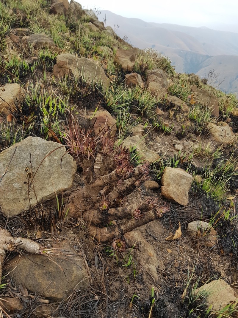 Aloe chortolirioides photo 6