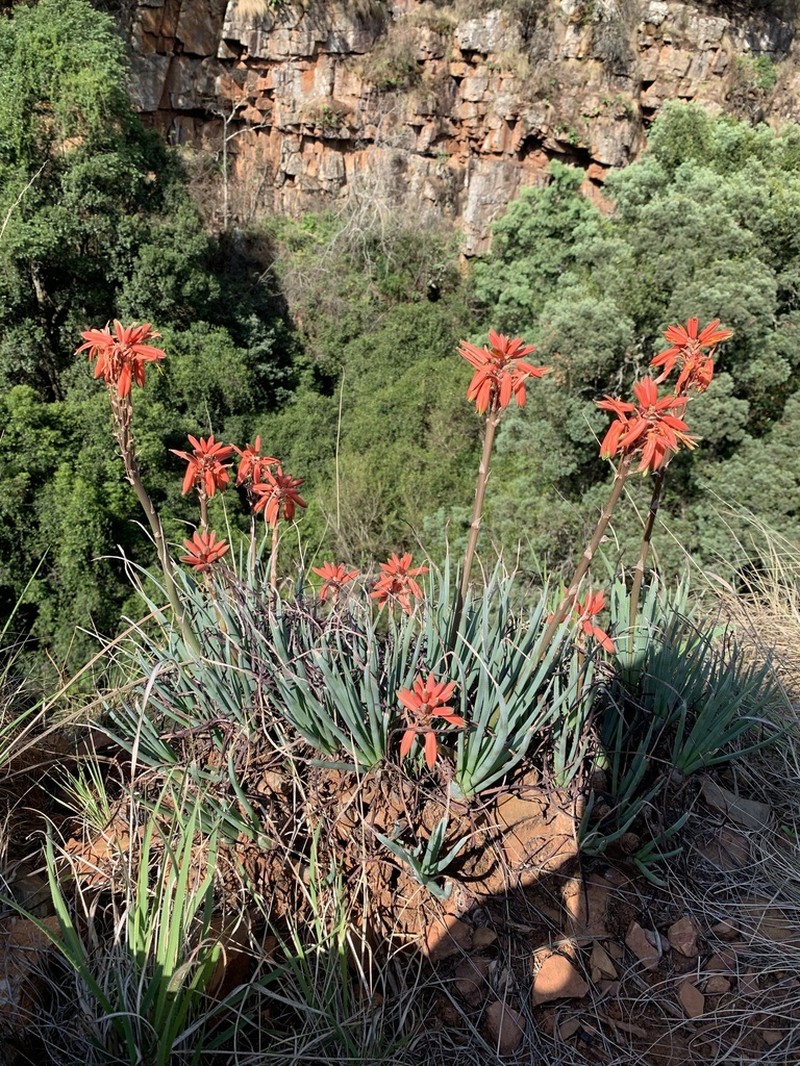 Aloe chortolirioides photo 7