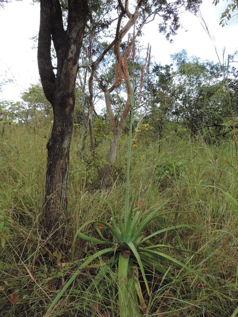 Aloe christianii